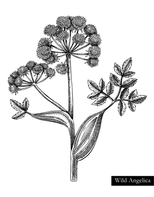 Wild angelica vector illustration. Hand drawn summer flower sketch. Wildflower drawing isolated on white background. Damp meadows or woodlands flowering plant. Floral design element in engraved style